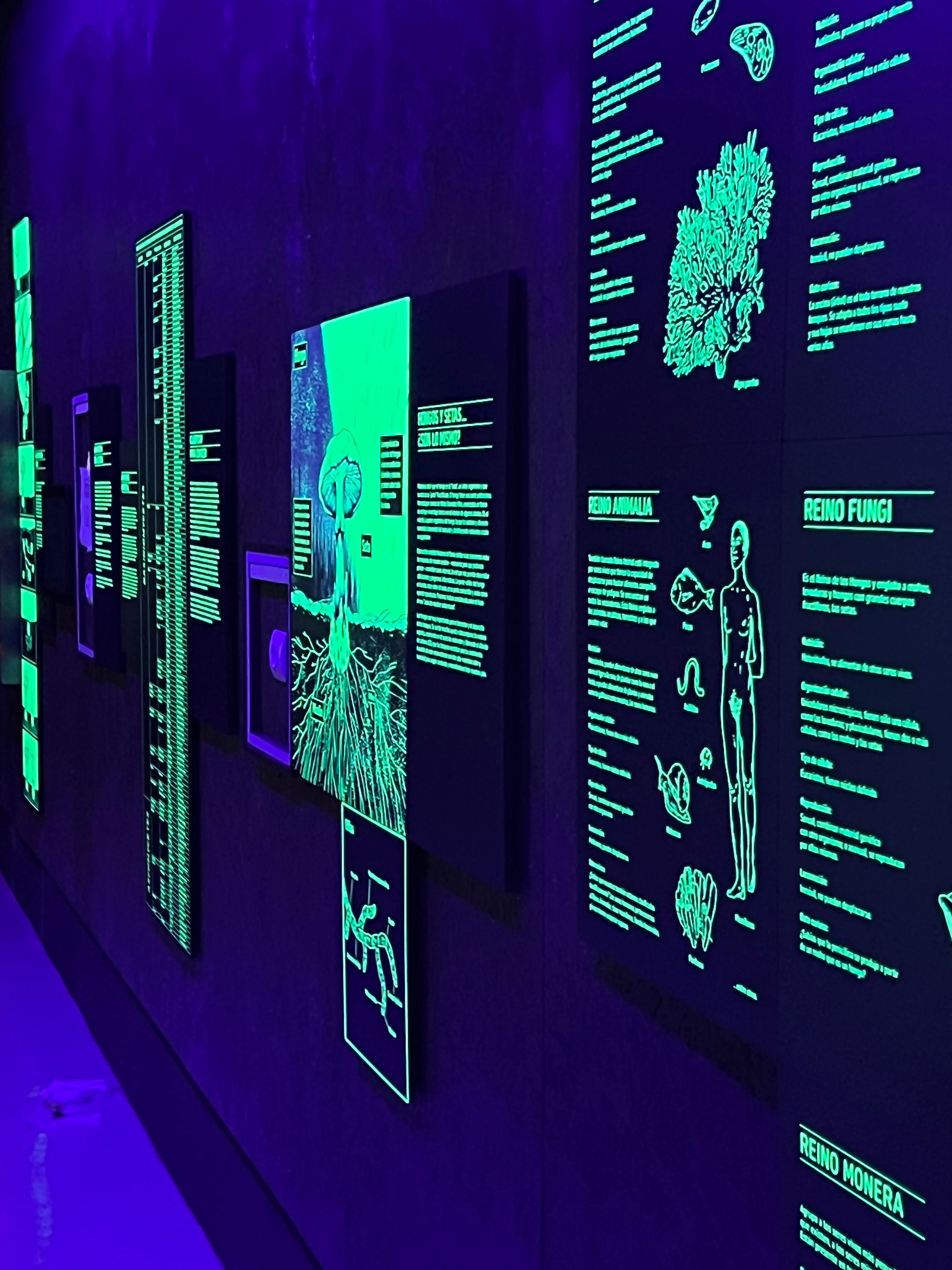 Detalle de los paneles fotoluminiscentes bajo luz ultravioleta en el Museo Micológico de Tentudía
